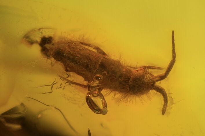 Four Fossil Springtails (Collembola) In Baltic Amber #90856